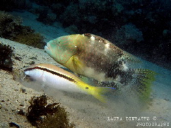 Abudjubbe wrasse feeding on scraps from a goatfish's exca... by Laura Dinraths 